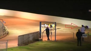 Greyhound's amazing recovery