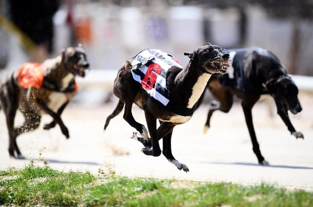 Greyhound Racing Tips