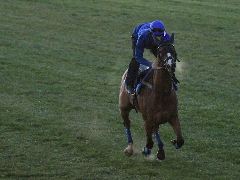 Hartnell primed for Makybe Diva Stakes showdown