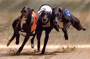 Greyhounds Live Streams - Watch the dogs online