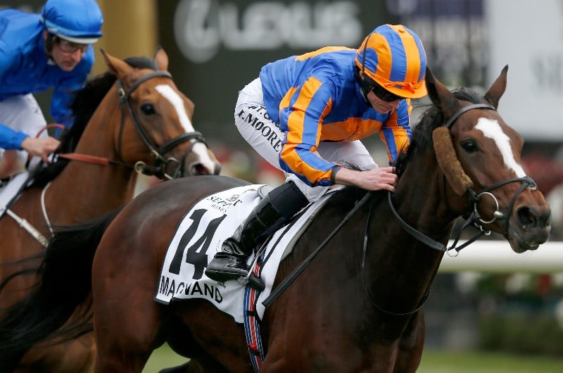 Horse Racing Equipment Guide What Is The Gear Used For?