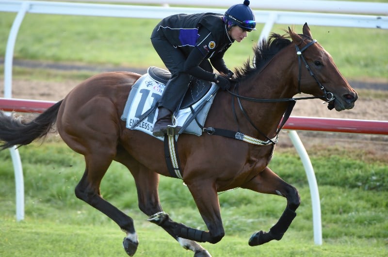 Endless Drama seeking a Perth Group One