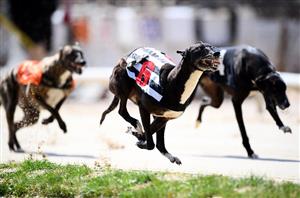 Greyhound Racing Tips – Best Bets for Yarmouth and Sunderland on July 8