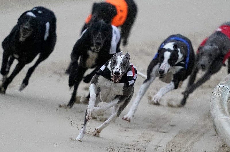 Doncaster Greyhound Racing Tips, Best Bets and Odds for August 12