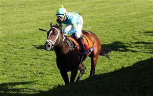LEXINGTON, KENTUCKY - NOVEMBER 06: Fire At Will with Ricardo Santana Jr aboard runs to victory in the Juvenile Turf during the 2020 Breeders Cup at Keeneland on November 06, 2020 in Lexington, Kentucky. (Photo by Andy Lyons/Getty Images)