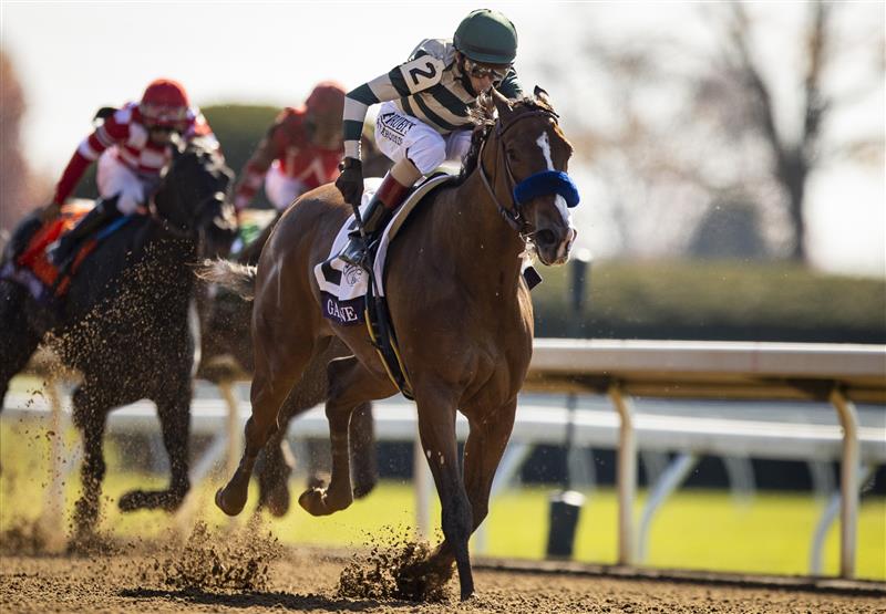 LEXINGTON, KY - NOVEMBER 07: Gamine, ridden by John Velazquez, crosses the finish line to win the Filly and Mare Sprint on the second day of the Breeders Cup at Keenland on November 6, 2020 in Lexington, Kentucky. (Photo by Bobby Ellis/Getty Images)