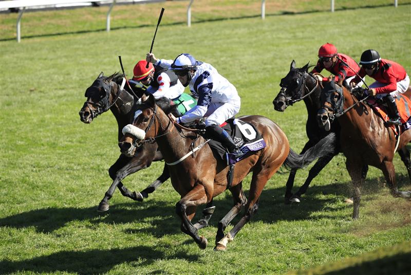 LEXINGTON, KENTUCKY - NOVEMBER 07:   Glass Slippers with Tom Eaves aboard runs to victory in the Turf Sprint during 2020 Breeders' Cup at Keeneland on November 07, 2020 in Lexington, Kentucky. (Photo by Andy Lyons/Getty Images)
