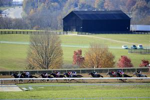 LEXINGTON, KENTUCKY - NOVEMBER 07:   The field runs the back stretch in the Breeders' Cup Dirt Mile during 2020 Breeders' Cup at Keeneland on November 07, 2020 in Lexington, Kentucky. (Photo by Andy Lyons/Getty Images)
