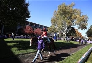 LEXINGTON, KENTUCKY - NOVEMBER 07:   Sconsin walks in the paddock before the Filly and Mare Sprint during 2020 Breeders' Cup at Keeneland on November 07, 2020 in Lexington, Kentucky. (Photo by Andy Lyons/Getty Images)