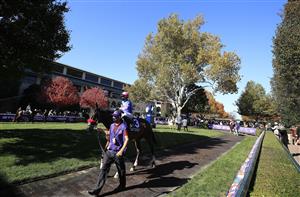 LEXINGTON, KENTUCKY - NOVEMBER 07:   Come Dancing walks in the paddock before the Filly and Mare Sprint during 2020 Breeders' Cup at Keeneland on November 07, 2020 in Lexington, Kentucky. (Photo by Andy Lyons/Getty Images)