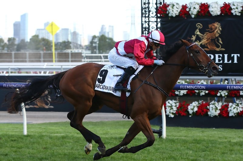 Kingston Town Classic Betting Odds