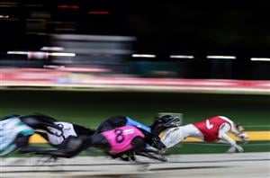 Dapto Megastar Odds