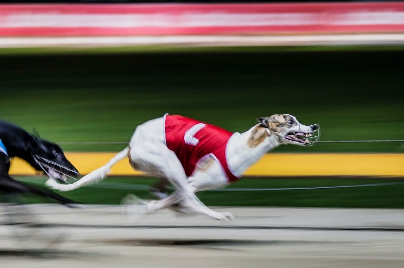 Garrard's 710m Betting Tips