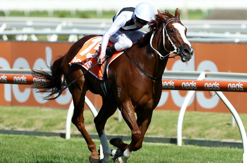 Oakleigh Plate Betting Tips