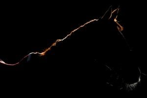 WARWICK, ENGLAND - FEBRUARY 26: The low sun lights up the outline of a horse at Warwick Racecourse on February 26, 2021 in Warwick, England. Due to the coronavirus pandemic, owners along with the paying public will not be allowed to attend the meeting. (Photo by Alan Crowhurst/Getty Images)