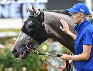 MELBOURNE, AUSTRALIA - FEBRUARY 27: Subedar after winning Race 4, the World Horse Racing Handicap, during Melbourne Racing at Flemington Racecourse on February 27, 2021 in Melbourne, Australia. (Photo by Vince Caligiuri/Getty Images)