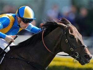 Townsville Betting Tips