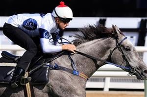 2021 Vinery Stud Stakes Betting Odds - Harmony Rose heads the betting