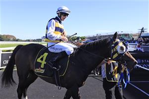 SYDNEY, AUSTRALIA - APRIL 10: Damien Lane on Quick Thinker returns to scale after winning race 5 the Schweppes Chairman’s Qualityduring The Championships at Royal Randwick Racecourse on April 10, 2021 in Sydney, Australia. (Photo by Mark Evans/Getty Images)