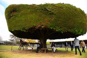 WARRNAMBOOL, AUSTRALIA - MAY 06: Racegoers are seen under the famous trees in the parade ring during Grand Annual Day during the Warrnambool Jumps Carnival at Warrnambool Racing Club on May 06, 2021 in Warrnambool, Australia. (Photo by Vince Caligiuri/Getty Images)