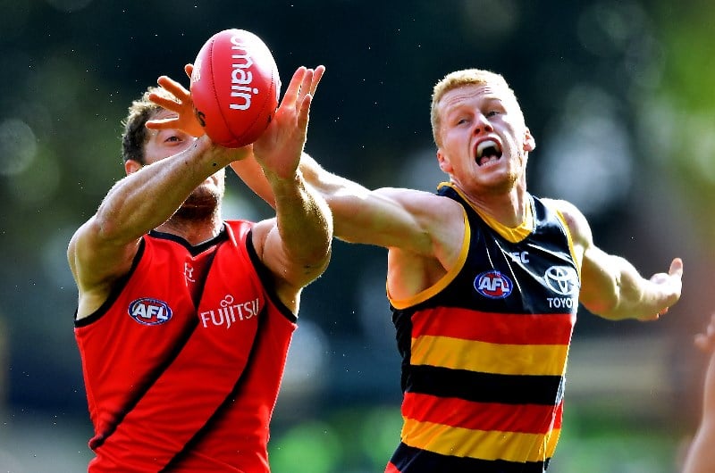 essendon crows