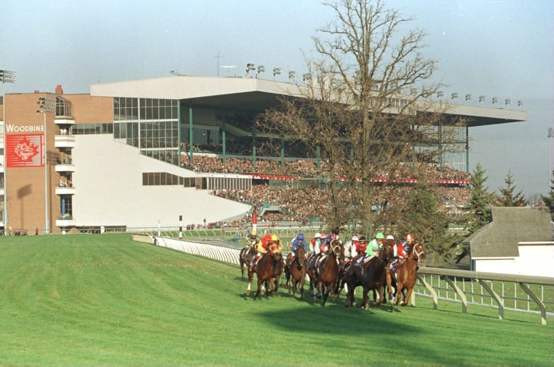 woodbine horse