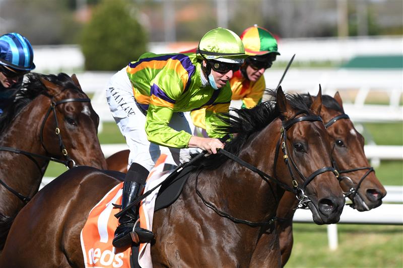 MELBOURNE, AUSTRALIA - SEPTEMBER 18: Damian Lane riding General Beau winning  race 5,  the Pinchapoo Plate, during Melbourne Racing at Caulfield Racecourse on September 18, 2021 in Melbourne, Australia. (Photo by Vince Caligiuri/Getty Images)