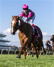 MELBOURNE, AUSTRALIA - SEPTEMBER 22: Craig Williams riding Gundec winning race 6, the Penfolds Victoria Derby Preview, during Melbourne Racing at Flemington Racecourse on September 22, 2021 in Melbourne, Australia. (Photo by Vince Caligiuri/Getty Images)