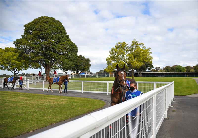 MELBOURNE, AUSTRALIA - SEPTEMBER 25: Zaaki parades before winning Race 7, the Quayclean Underwood Stakes,  during Melbourne Racing at Sandown Racecourse on September 25, 2021 in Melbourne, Australia. (Photo by Vince Caligiuri/Getty Images)