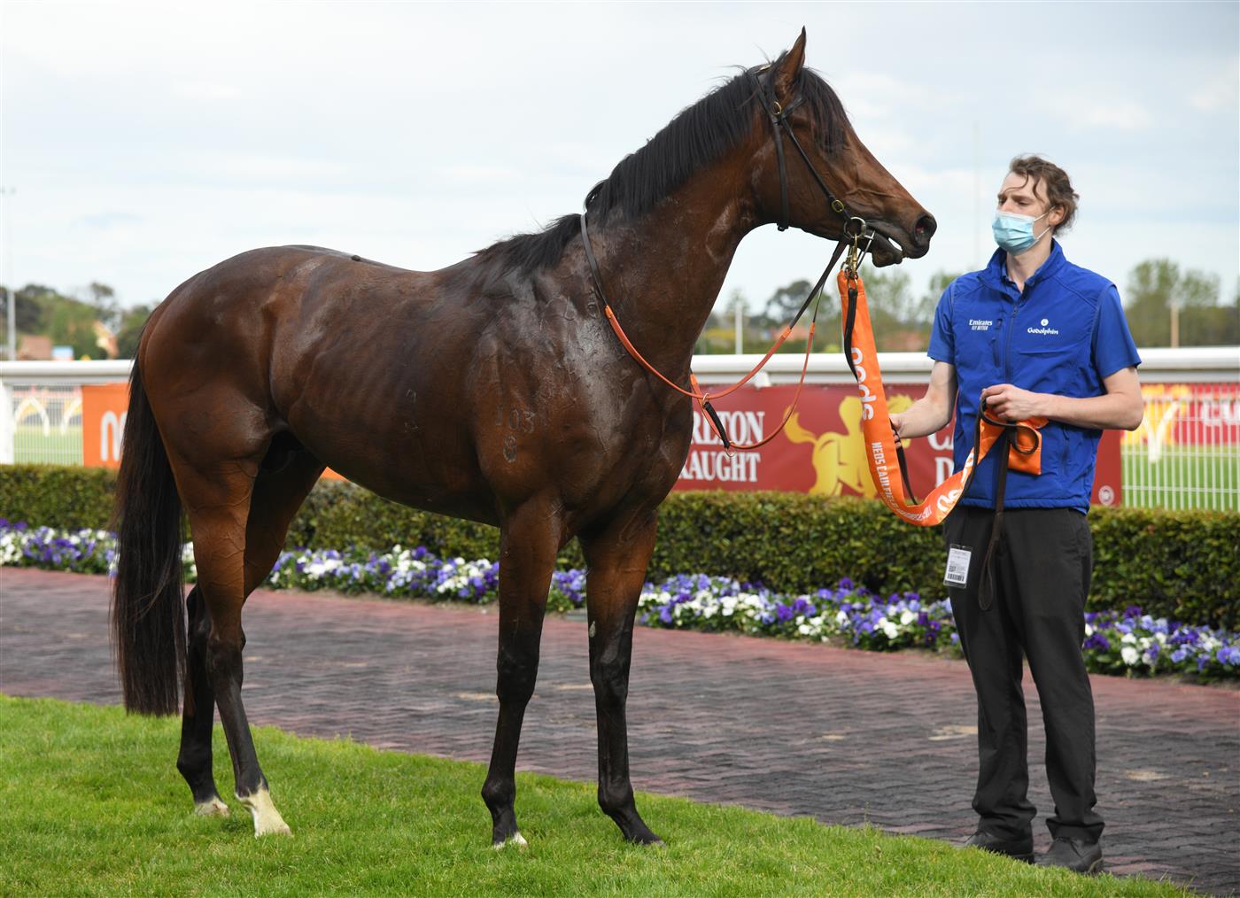 MELBOURNE, AUSTRALIA - OCTOBER 09: Anamoe after winning  Race 8, the Neds Caulfield Guineas, winning during Melbourne Racing at Caulfield Racecourse on October 09, 2021 in Melbourne, Australia. (Photo by Vince Caligiuri/Getty Images)