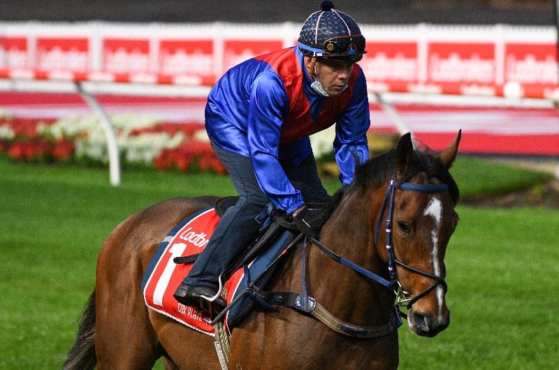 Cox Plate Tips