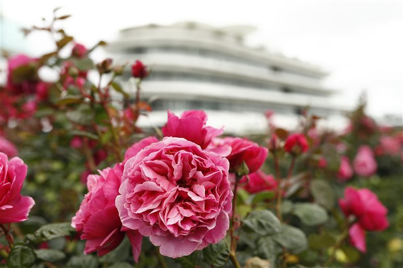 MELBOURNE, AUSTRALIA - NOVEMBER 04: General view of the roses and the Members Stand in the background during 2021 Oaks Day at Flemington Racecourse on November 04, 2021 in Melbourne, Australia. (Photo by Darrian Traynor/Getty Images)