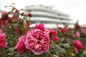 MELBOURNE, AUSTRALIA - NOVEMBER 04: General view of the roses and the Members Stand in the background during 2021 Oaks Day at Flemington Racecourse on November 04, 2021 in Melbourne, Australia. (Photo by Darrian Traynor/Getty Images)