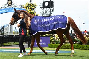 MELBOURNE, AUSTRALIA - NOVEMBER 06: #1 Warning is seen after winning race 2, the Queen Elizabeth Stakes during 2021 Paramount+ Stakes Day at Flemington Racecourse on November 06, 2021 in Melbourne, Australia. (Photo by Vince Caligiuri/Getty Images)