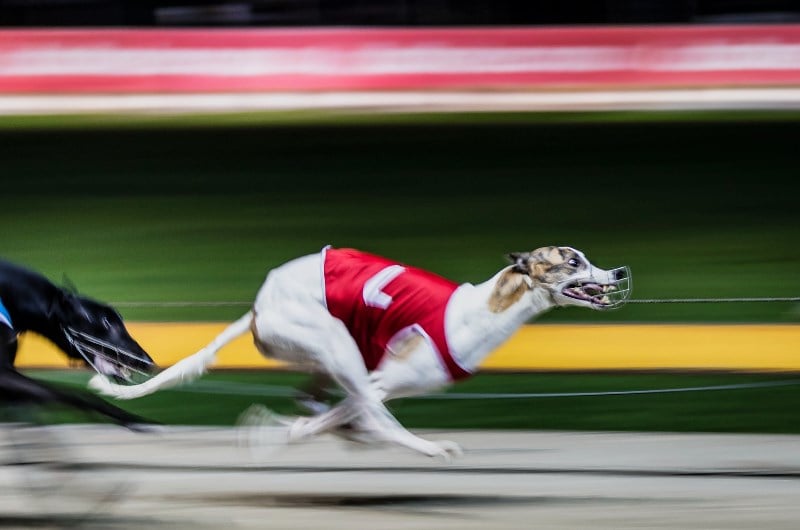 Melbourne Cup 515m Odds