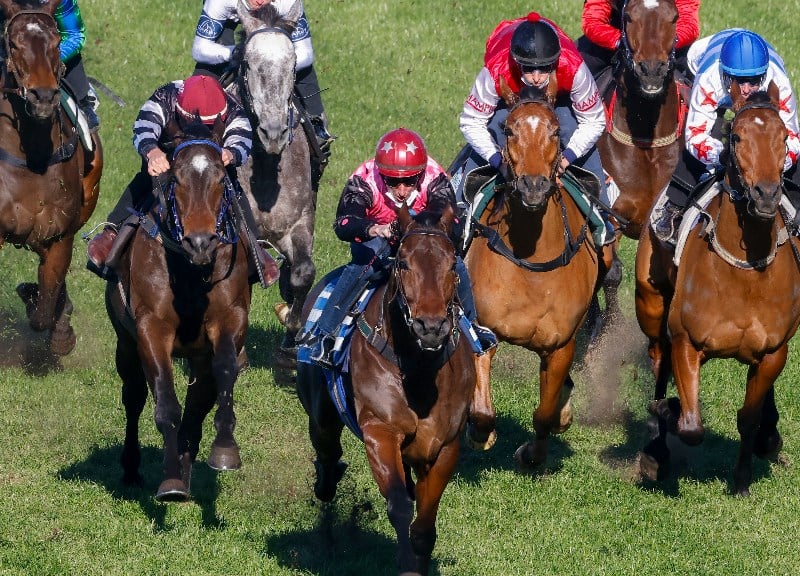 Roughie Tips for November 27