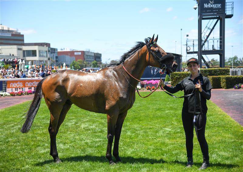 MELBOURNE, AUSTRALIA - NOVEMBER 27: Dragon Storm after winning Race 2, the Neds Sandown Cup,  during Melbourne Racing at Caulfield Racecourse on November 27, 2021 in Melbourne, Australia. (Photo by Vince Caligiuri/Getty Images)