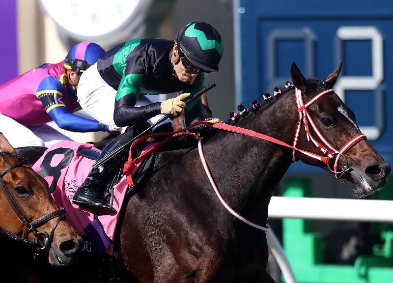Hong Kong Cup Betting Odds