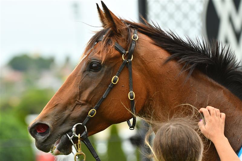 MELBOURNE, AUSTRALIA - JANUARY 29: Marabi after winning Race 7, the Ma Services Group Australia Stakes, during Melbourne Racing at Moonee Valley Racecourse on January 29, 2022 in Melbourne, Australia. (Photo by Vince Caligiuri/Getty Images)