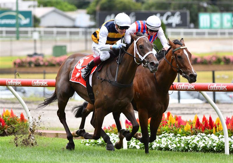 MELBOURNE, AUSTRALIA - JANUARY 29: Damian Lane riding Rioyuki winning Race 1, the Mitty