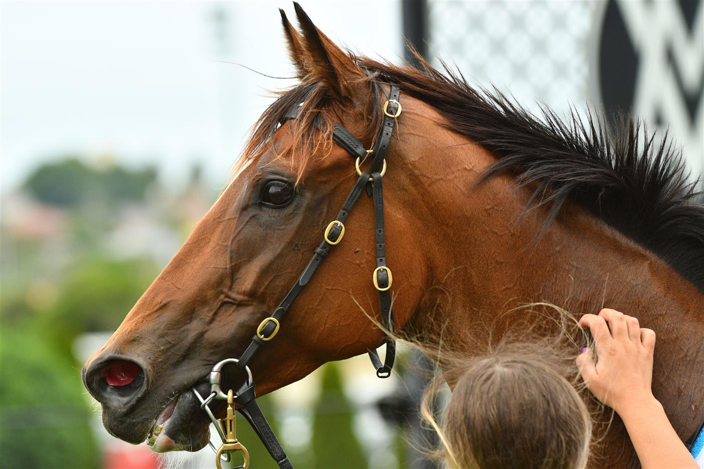 MELBOURNE, AUSTRALIA - JANUARY 29: Marabi after winning Race 7, the Ma Services Group Australia Stakes, during Melbourne Racing at Moonee Valley Racecourse on January 29, 2022 in Melbourne, Australia. (Photo by Vince Caligiuri/Getty Images)