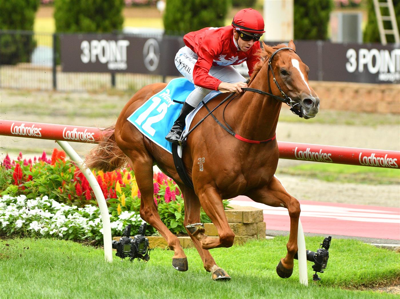 MELBOURNE, AUSTRALIA - JANUARY 29: Logan McNeil riding Midwest winning  Race 8, the Rendr Handicap, during Melbourne Racing at Moonee Valley Racecourse on January 29, 2022 in Melbourne, Australia. (Photo by Vince Caligiuri/Getty Images)