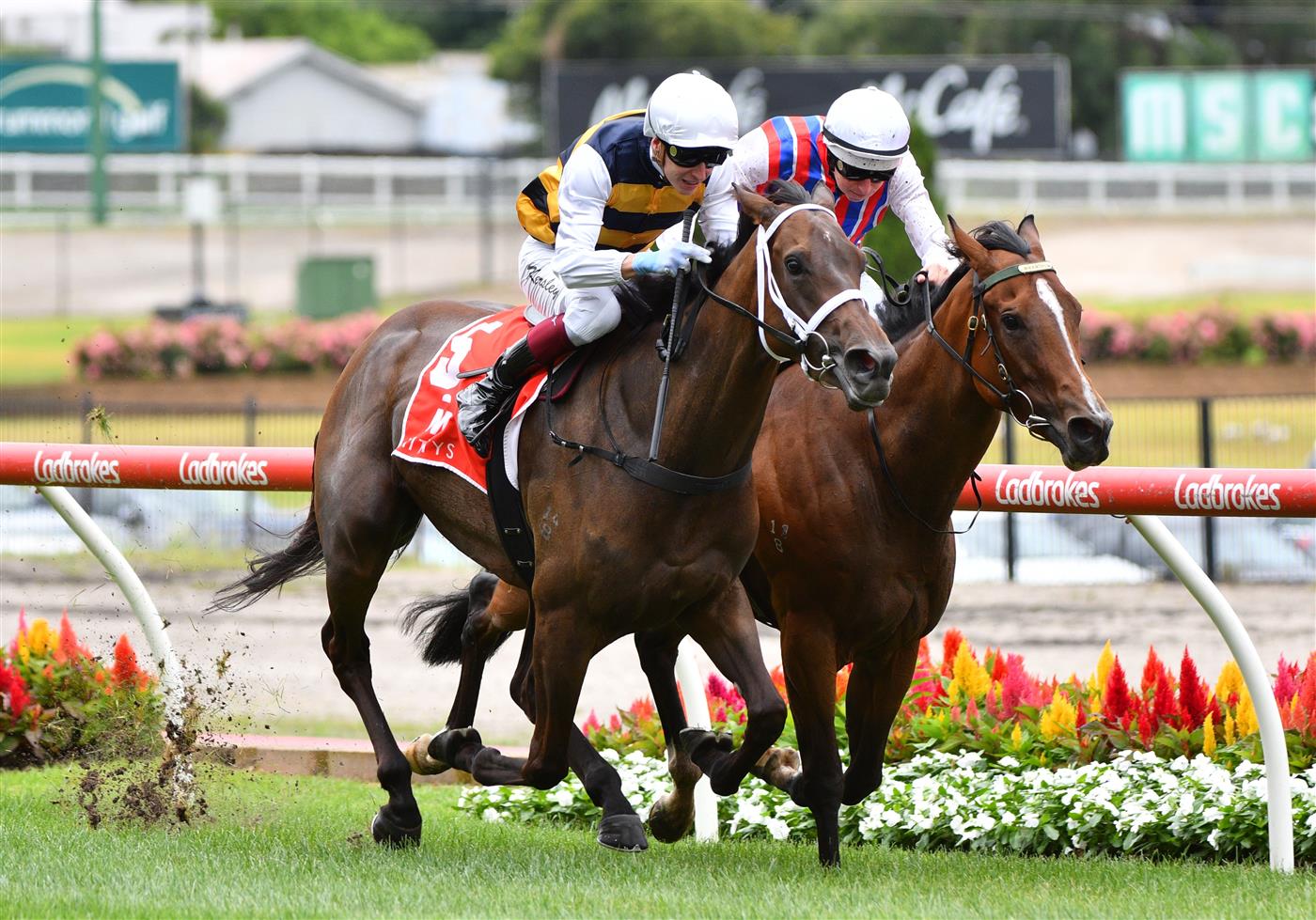 MELBOURNE, AUSTRALIA - JANUARY 29: Damian Lane riding Rioyuki winning Race 1, the Mitty