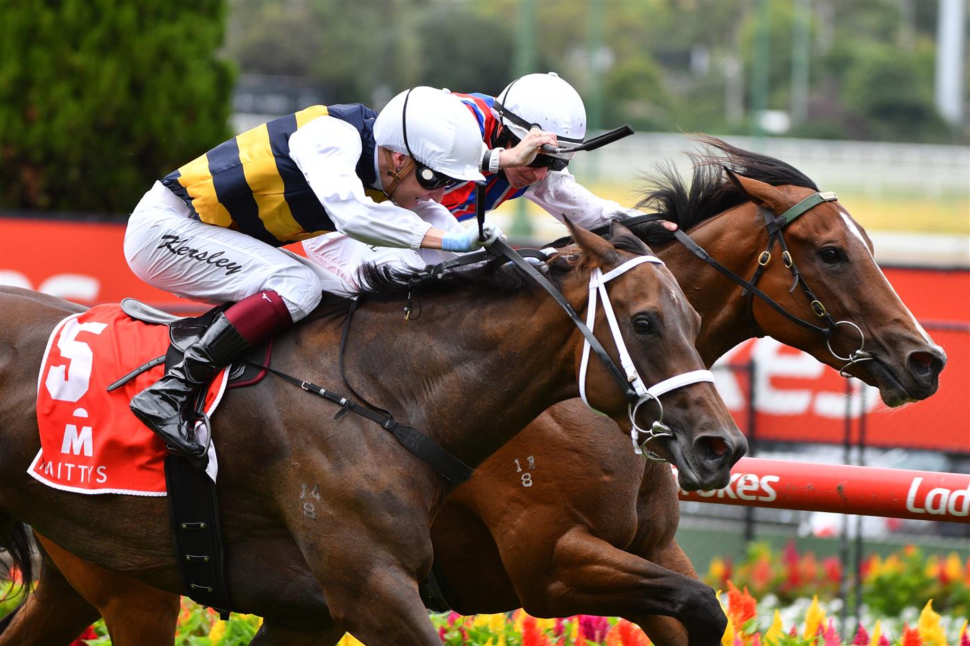 MELBOURNE, AUSTRALIA - JANUARY 29: Damian Lane riding Rioyuki winning Race 1, the Mitty