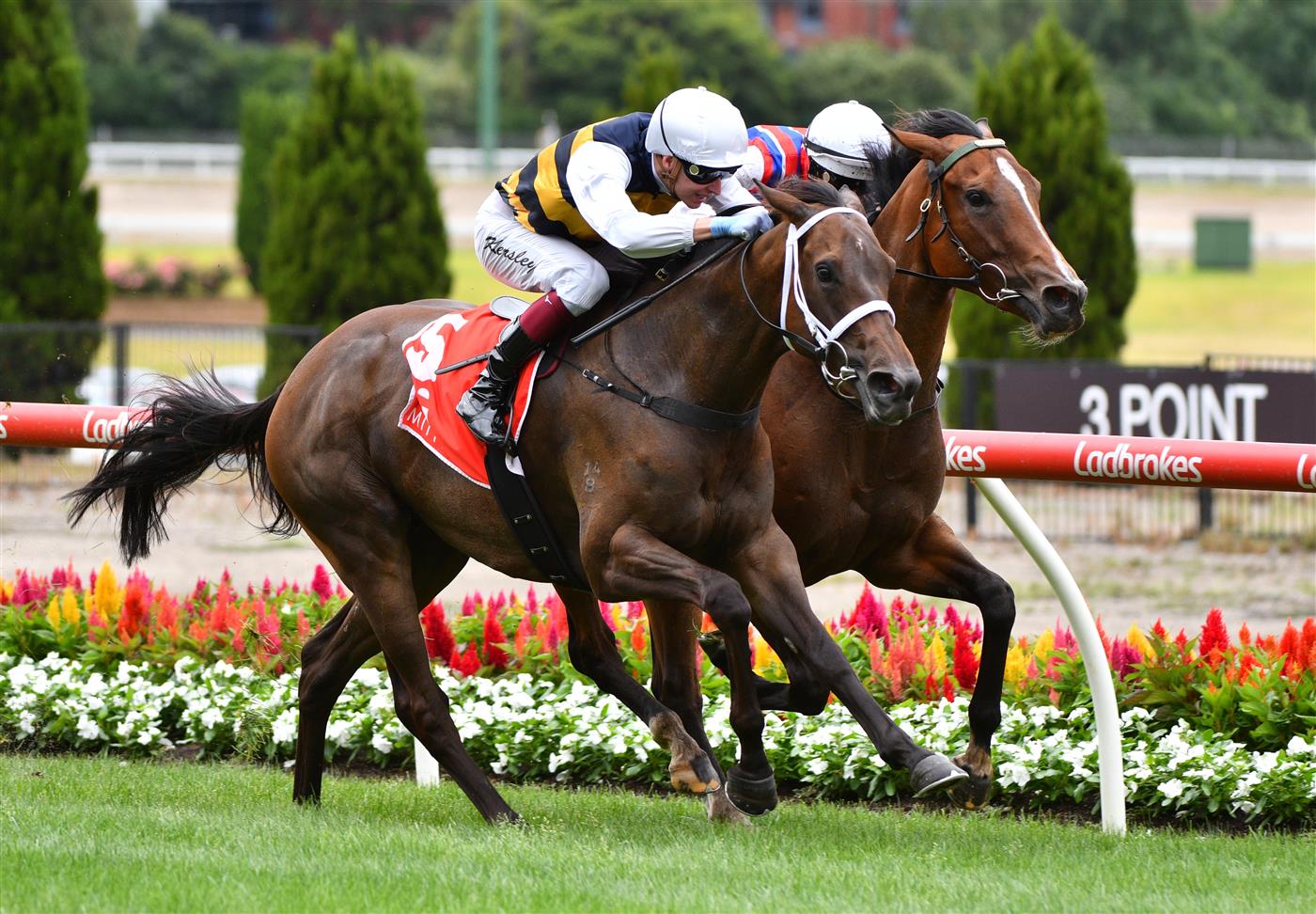 MELBOURNE, AUSTRALIA - JANUARY 29: Damian Lane riding Rioyuki winning Race 1, the Mitty