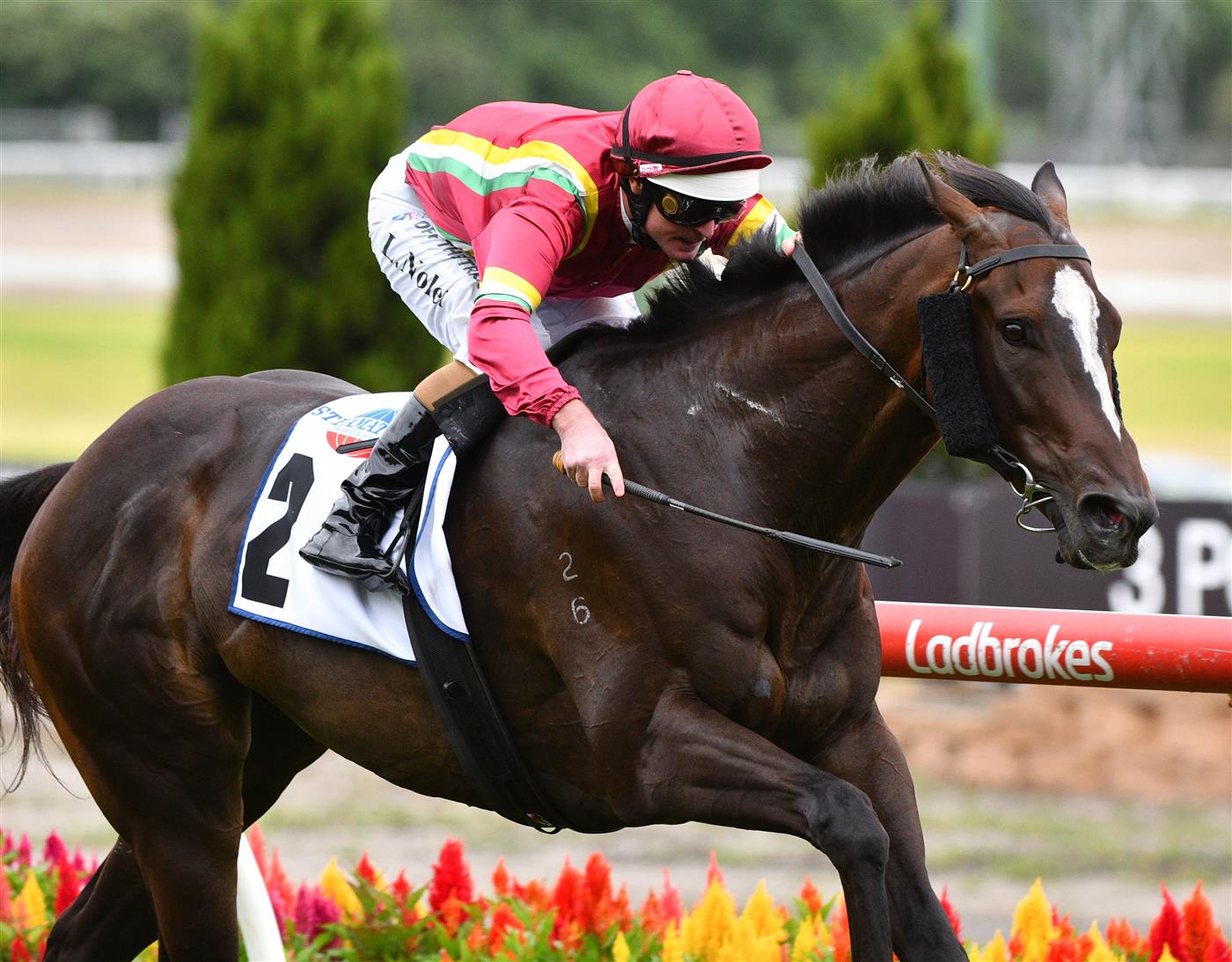 MELBOURNE, AUSTRALIA - JANUARY 29: Luke Nolen riding Gentleman Roy winning race 6, the Steamatic Handicap,  during Melbourne Racing at Moonee Valley Racecourse on January 29, 2022 in Melbourne, Australia. (Photo by Vince Caligiuri/Getty Images)
