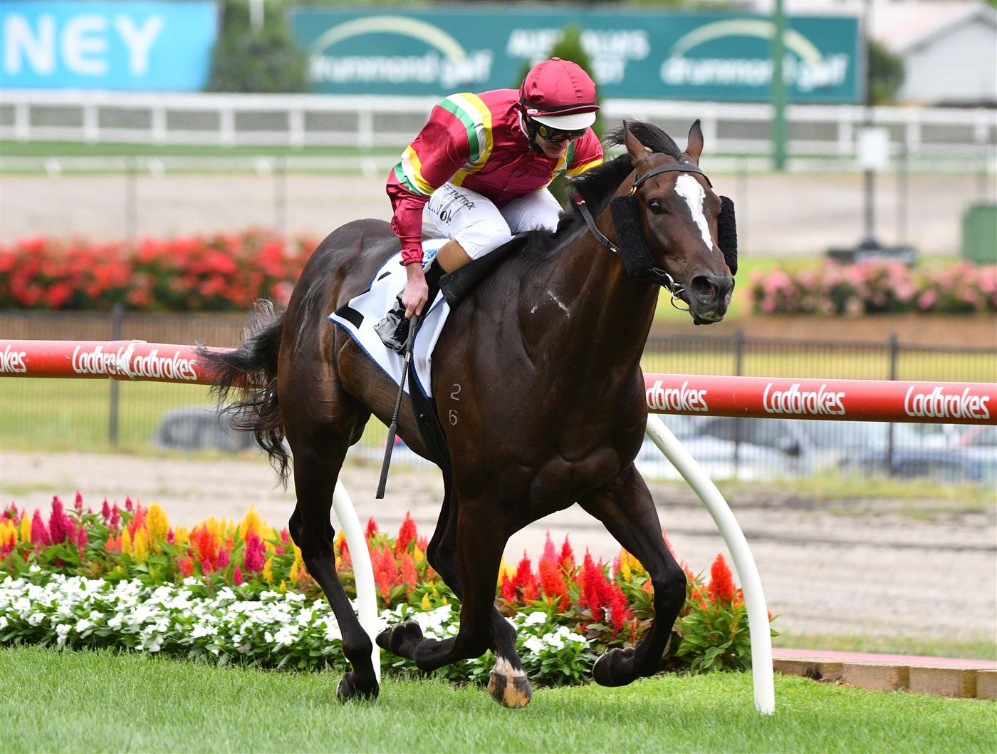MELBOURNE, AUSTRALIA - JANUARY 29: Luke Nolen riding Gentleman Roy winning race 6, the Steamatic Handicap,  during Melbourne Racing at Moonee Valley Racecourse on January 29, 2022 in Melbourne, Australia. (Photo by Vince Caligiuri/Getty Images)