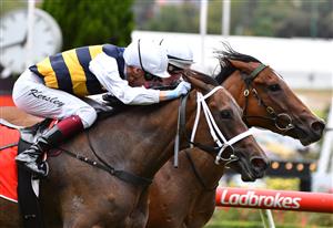 MELBOURNE, AUSTRALIA - JANUARY 29: Damian Lane riding Rioyuki winning Race 1, the Mitty