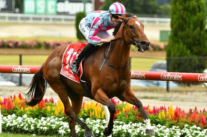 Oakleigh Plate Betting Odds