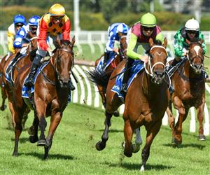 Saturday Blackbookers & Horses To Follow from February 5